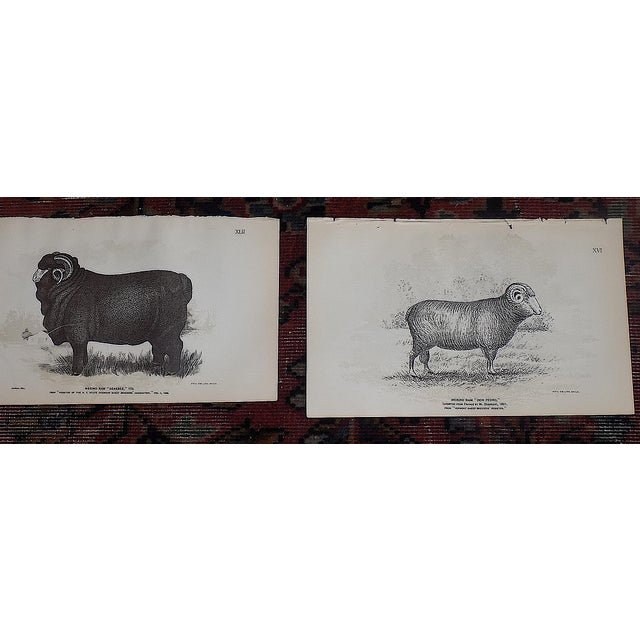 Authentic Antique 19th Century American Sheep Stone Lithographs - Set of 12 For Sale In Cincinnati - Image 6 of 9