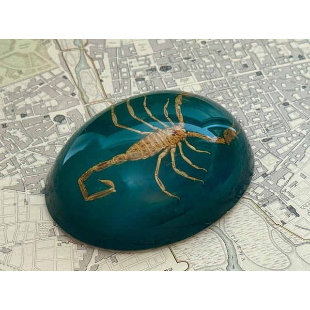 Mid 20th CenturyTaxidermy Scorpion Specimen Lucite Paperweight For Sale - Image 4 of 7