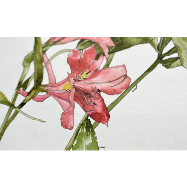 Peruvian Lilies For Sale - Image 4 of 6