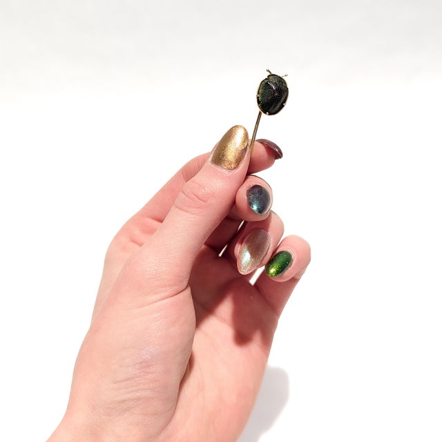 A fine antique gold & scarab beetle shell stick pin. In 14 karat yellow gold. Prong-set with a real scarab beetle shell....