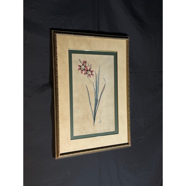 Vintage-Style Ixia Botanical Wall Art For Sale - Image 4 of 9
