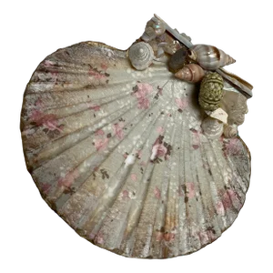 Natural Adorned Sea Shell Trinket Tray