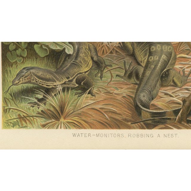 Paper P. J. Smit, Water Monitors Robbing a Nest, 1895, Color Lithograph For Sale - Image 7 of 9