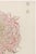 Japanese Pink Chrysanthemum, Vintage Japanese Botanical Art Print, 36" X 54" For Sale - Image 3 of 10