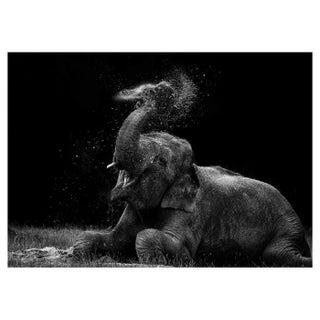 Steve Booth/Eyeem, Elephant Splashing Water on Field, Photographic Paper For Sale
