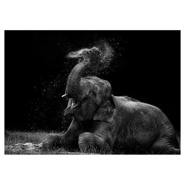 Steve Booth/Eyeem, Elephant Splashing Water on Field, Photographic Paper For Sale