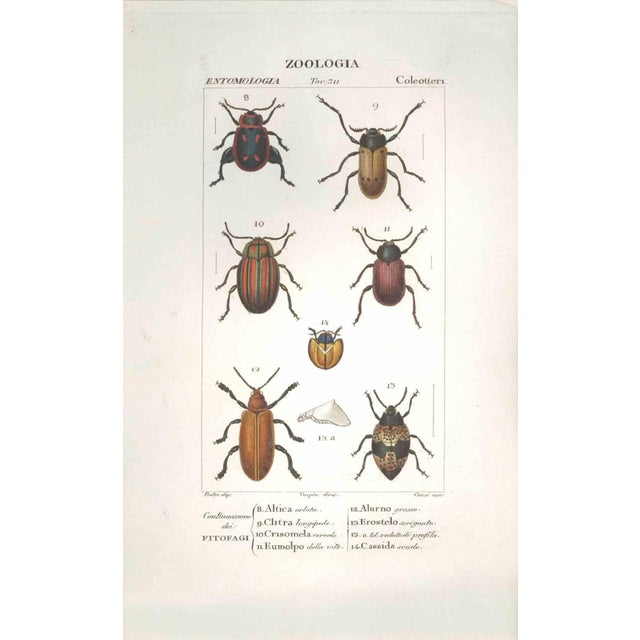 Pierre Jean François Turpin, Coleoptera, Etching, 1831 For Sale - Image 3 of 3