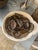 Wood Vintage Rustic Indian Wood Grain Dish For Sale - Image 7 of 7