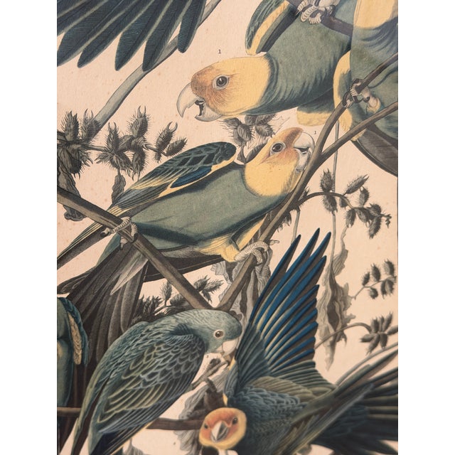 Framed Audubon Carolina Parrot Reproduction in Antique Painted Frame For Sale In Naples, FL - Image 6 of 12