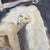 Eberhard Schmidt, Skeleton Rides the Virgin – Mortui Salutant!, Oil Painting on Canvas For Sale - Image 6 of 13