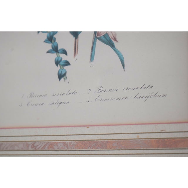 Gold 1900s Pair of Floral Engraving Prints Artwork For Sale - Image 8 of 14