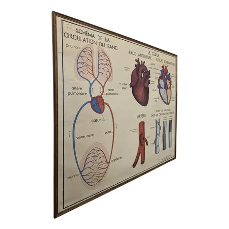 Framed School Anatomy Poster For Sale