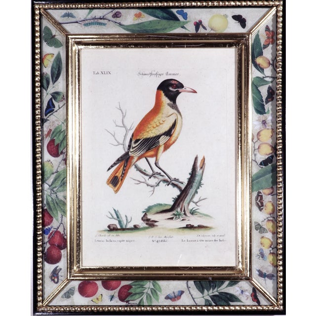 Johann Seligmann Bird Engraving of an Oriole , Tab Xlix, Le Loriot a Tete Noires Indes After George Edwards. For Sale In Philadelphia - Image 6 of 6