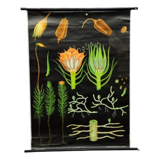 Vintage Country Style Hair Moss Rollable Wall Chart Poster by Jung Koch Quentell For Sale