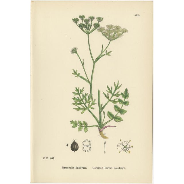 After Sowerby, English Botanical British Wildflowers, 1902, Prints, Set of 6 For Sale - Image 3 of 9
