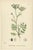 After Sowerby, English Botanical British Wildflowers, 1902, Prints, Set of 6 For Sale - Image 3 of 9