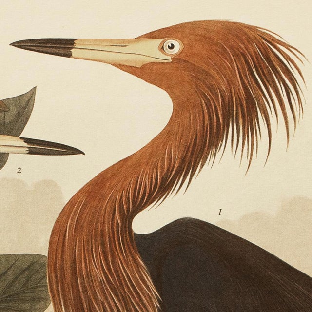 John James Audubon 1990s Purple Heron or Reddish Egret After Audubon, Large Cottage Print For Sale - Image 4 of 12