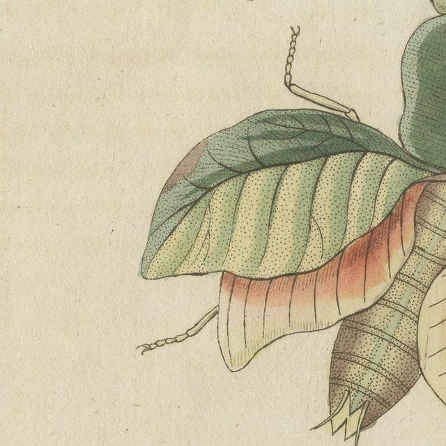 Paper Bertuch, Walking Leaf and Chinese Lantern Fly, 1805, Print For Sale - Image 7 of 12