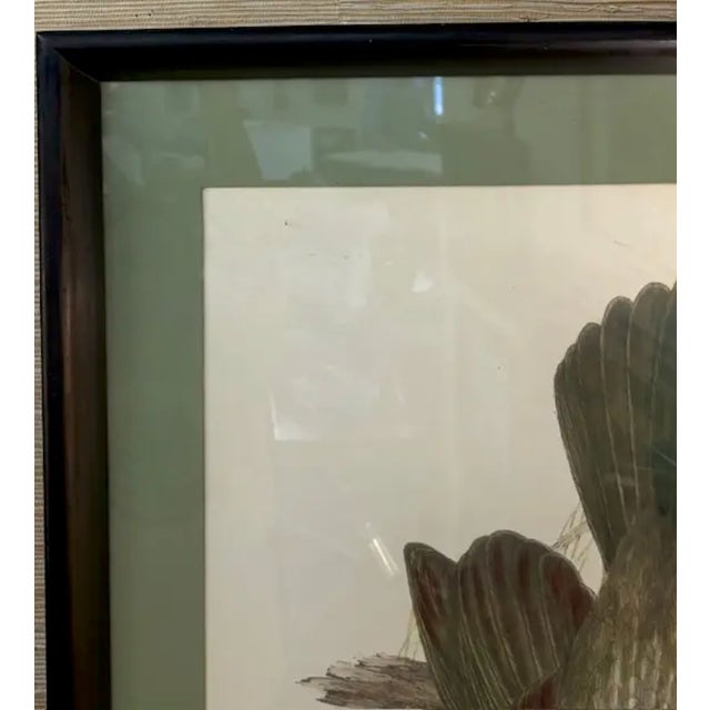 Mid 20th Century Mid Century John Gould Bird Lithograph in Large Black Wood Frames - 42.5" X 30" - 2 of 2 For Sale - Image 5 of 7