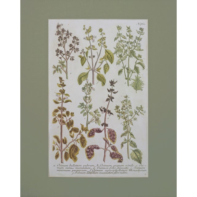 Antique botanical engraving depicting multiple varieties of basil (Ocimum), from Phytanthoza Iconographia, first published...