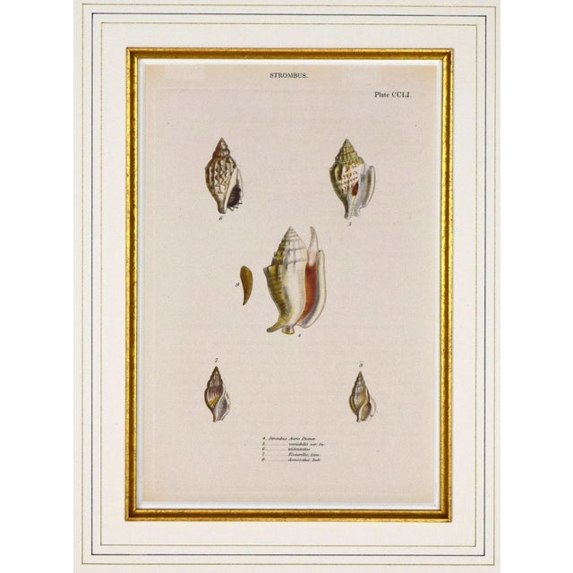 English 19th Century English Hand Colored Shell Engraving Lovell Augustus Reeves For Sale - Image 3 of 8