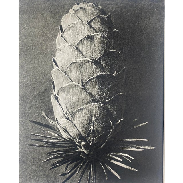 Exquisite Botanical photogravure from famed Urformen Der Kunst portfolio by Blossfeldt . Karl Blossfeldt (1865 - 1932) was...