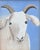 Farmhouse Folk Art Billy Goat Portrait Painting Including the Antiqued Gold Wood Frame For Sale - Image 3 of 5