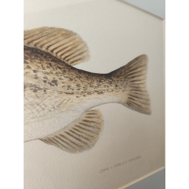 John Langley Howard 1960s Bass Fish Watercolor Painting Scientific Illustration For Sale In Los Angeles - Image 6 of 11