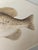 John Langley Howard 1960s Bass Fish Watercolor Painting Scientific Illustration For Sale In Los Angeles - Image 6 of 11
