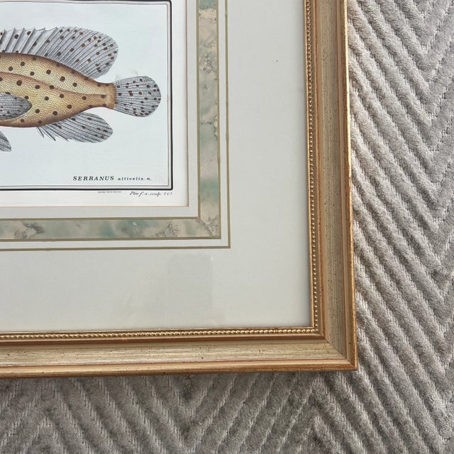 Vintage Italian Hand Colored Limited Edition Engraving of Tropical Fish For Sale In New York - Image 6 of 7