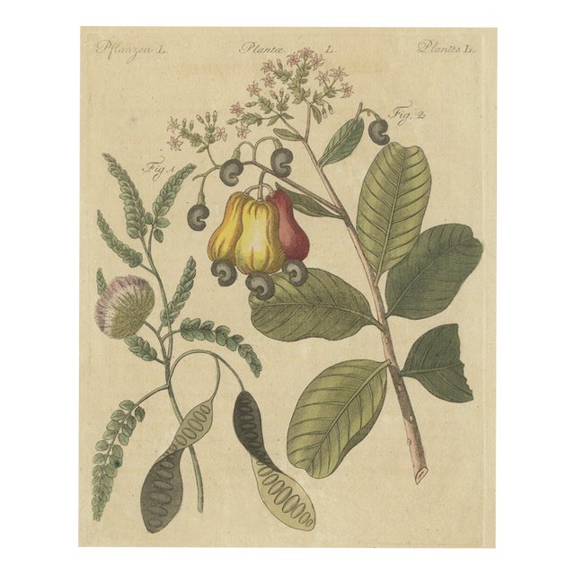Bertuch, Cashew Apple and Nut with Acacia, 1805, Print For Sale