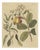 Bertuch, Cashew Apple and Nut with Acacia, 1805, Print For Sale