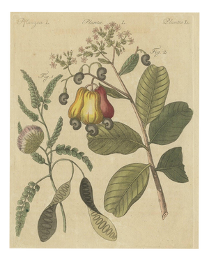 Bertuch, Cashew Apple and Nut with Acacia, 1805, Print