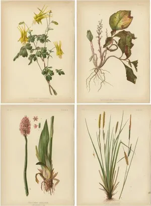 Meehan, Native US Flora, Chromolithographs, 1879, Set of 4