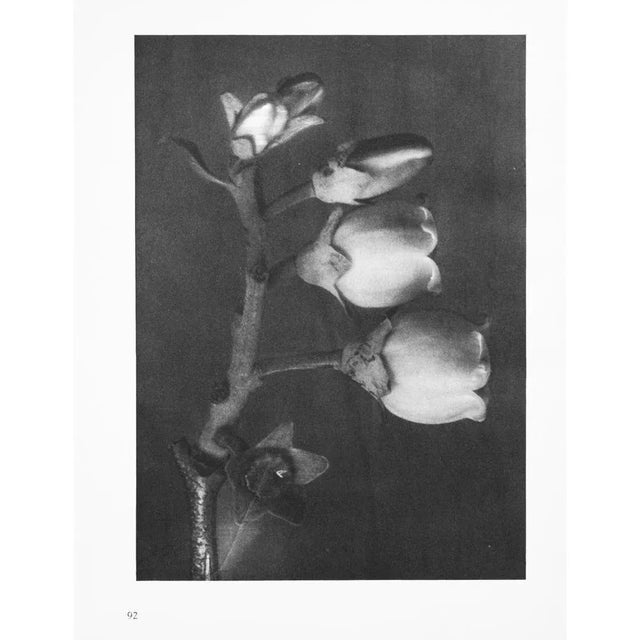 1935 Karl Blossfeldt Two-Sided Photogravure N91-92 For Sale - Image 10 of 10
