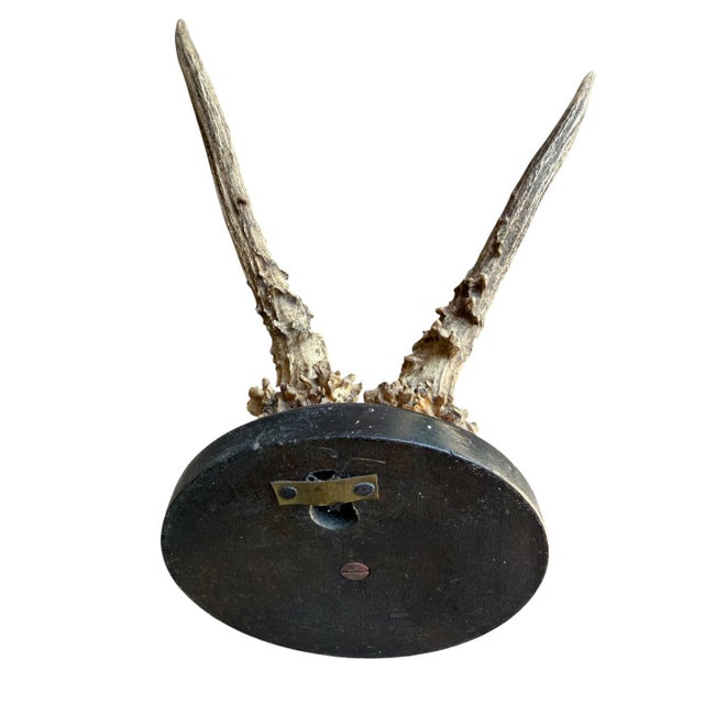 1900 - 1909 Roe Deer Trophy 206 Black Forest Antlers For Sale - Image 5 of 5