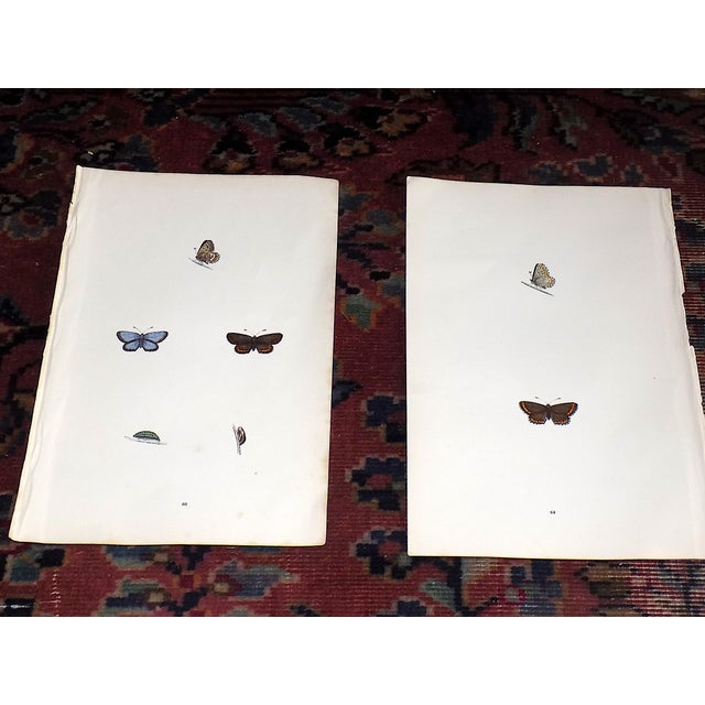 This set of twelve (12) authentic antique mid 19th century lithographs depict butterflies. Period hand color. Printed on...