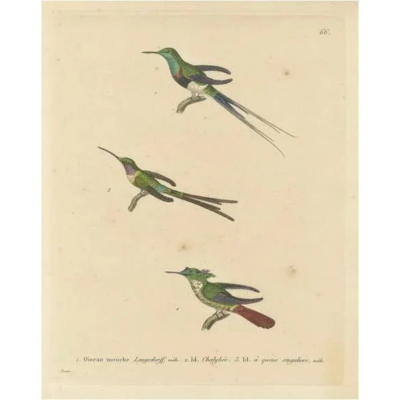 Huet and Prêtre, Hummingbird, Langsdorff, Chalybeate, 1838, Engraving For Sale - Image 6 of 6