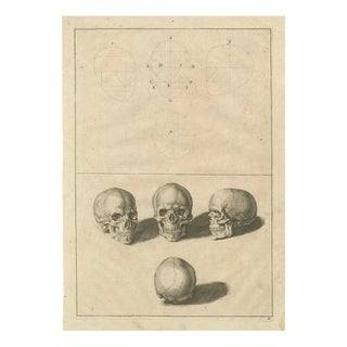 After De Lairesse, Human Skull Anatomy Plate, 1745, Paper For Sale