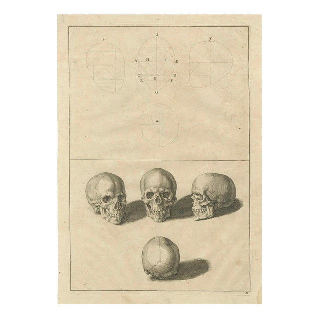 After De Lairesse, Human Skull Anatomy Plate, 1745, Paper For Sale