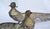 20th Century Silvered Bronze Set 2 Pheasant Animal Sculptures Figurines Italy For Sale In Miami - Image 6 of 12