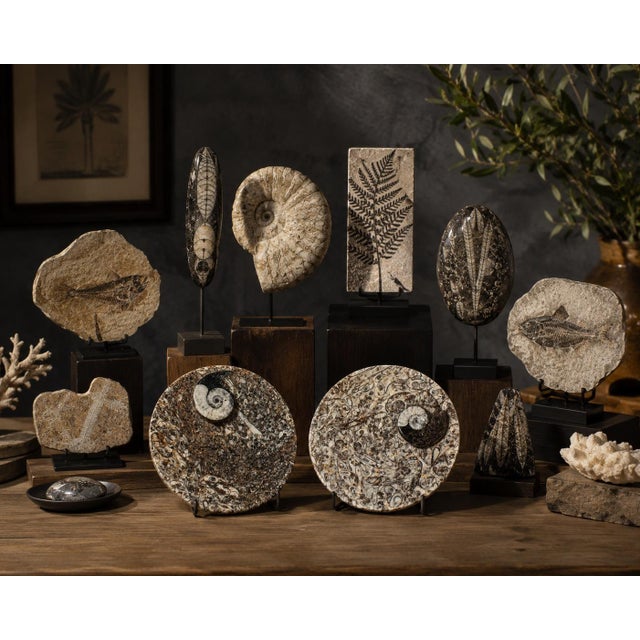 Traditional Pair Ammonite Plates Natural Fossil 4.5" For Sale - Image 3 of 15