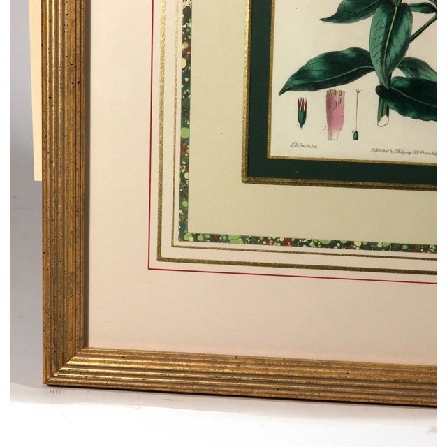 Sculpture Materials Botanical Hand-Colored Copperplate Engraving of Heart-Leaved Lychnidea and Streptanthera Cuprea by Edward Dalton Smith For Sale - Image 7 of 15
