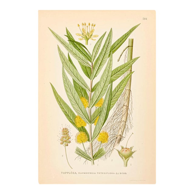 1905 Nordic Tufted Loosestrife Chromolithograph | Antique Swedish Botanical Print For Sale