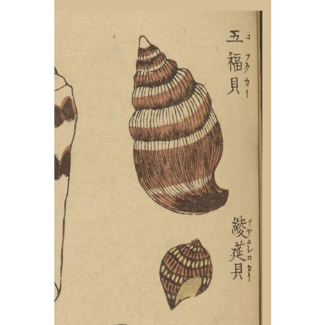 Japanese Vintage Japanese Seashells, Woodblock Print Reproduction, 32" X 48" For Sale - Image 3 of 10