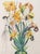 Salvador Dali (Spanish, 1904-1989), "Narcissus Telephonans Inondis" [Narcissus Uses the Phones], Etching and Heliogravure...