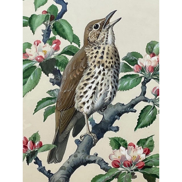 1950s Song Thrush Watercolour by Charles F. Tunnicliffe For Sale - Image 4 of 16