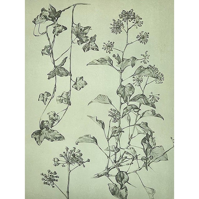1902 -Set of 3 Antique French Botanicals- Ivy, Fushia, Sweet William, Documentation For Sale - Image 12 of 14