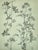 1902 -Set of 3 Antique French Botanicals- Ivy, Fushia, Sweet William, Documentation For Sale - Image 12 of 14