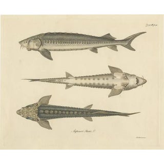 Illustration of the European Sea Sturgeon or the Atlantic or Common Sturgeon, 1860, Print For Sale